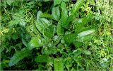 Betonica officinalis. Вегетирующие растения. Московская обл., Раменский р-н, окр. ж.-д. платформы Хрипань, просека под ЛЭП. 04.06.2026.