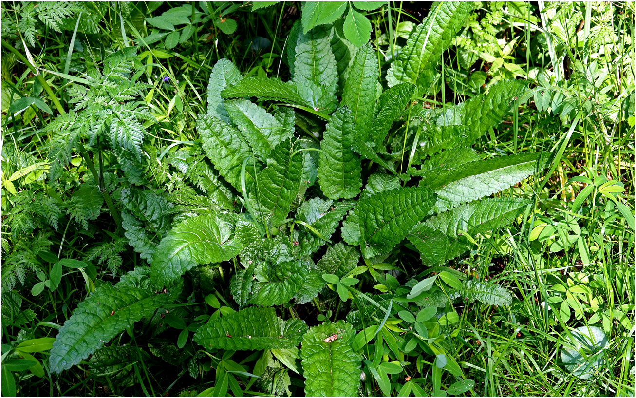 Image of Betonica officinalis specimen.