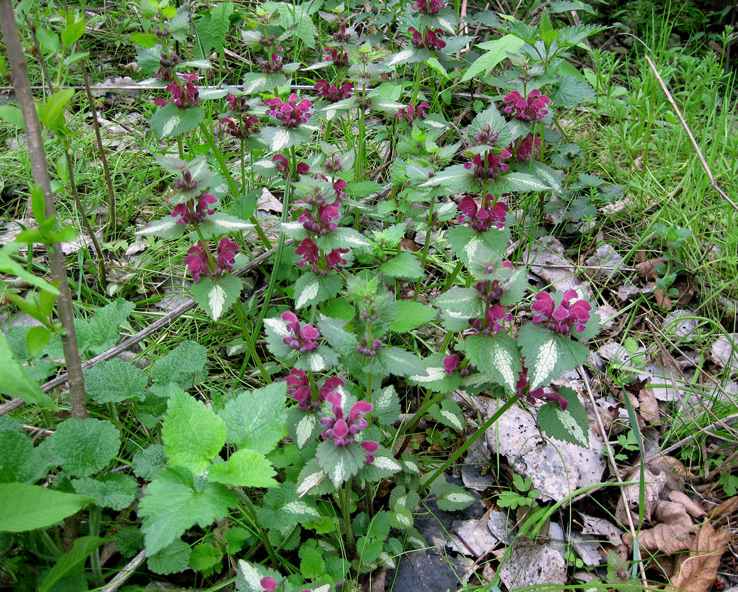 Image of Lamium maculatum specimen.