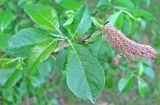 Salix myrsinifolia. Верхушка ветви с молодым побегом и мужским соцветием. Ярославская обл., Некоузский р-н, окр. пос. Борок, дачный участок. 25.05.2011.