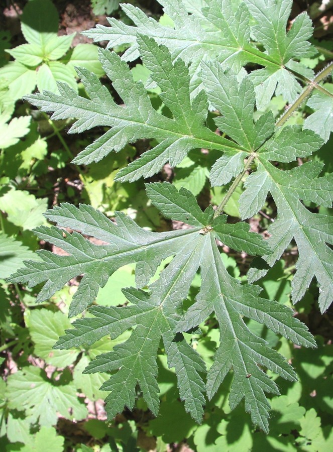 Image of Heracleum sibiricum specimen.