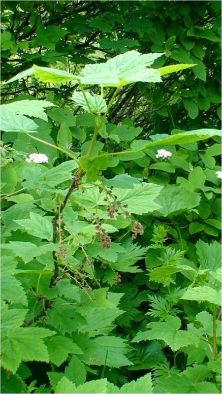 Image of Ribes biebersteinii specimen.