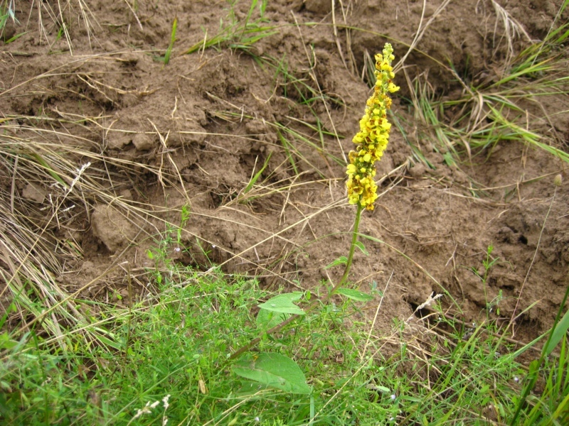 Image of Verbascum nigrum specimen.