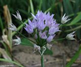 Allium unifolium