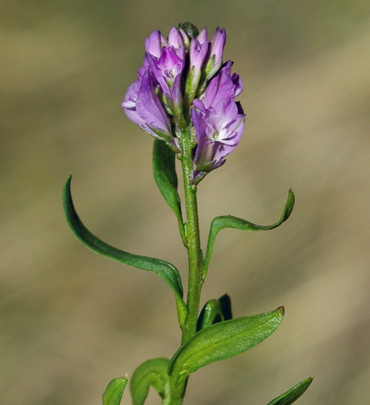 Image of Polygala comosa specimen.