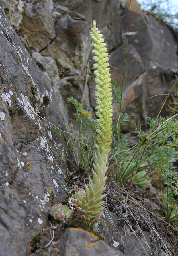 Изображение особи Orostachys spinosa.