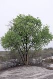 Populus pruinosa. Взрослое дерево. Таджикистан, заповедник \"Тигровая балка\", кордон \"Дарё-Куль\". 16.04.2011.