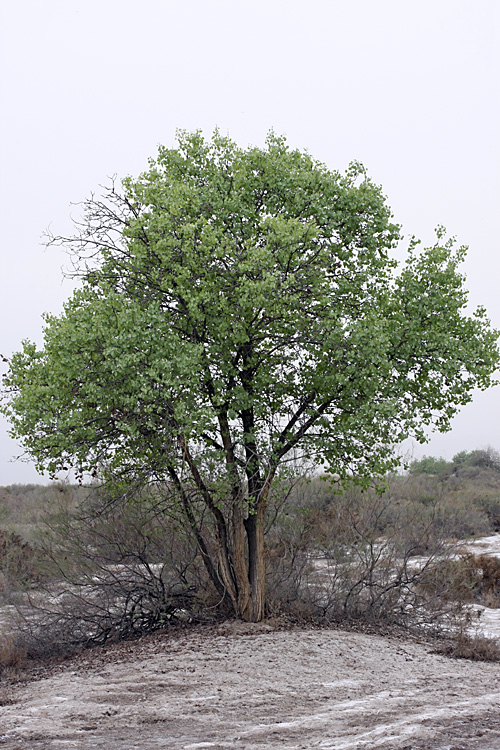 Изображение особи Populus pruinosa.