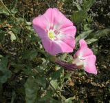 Convolvulus chinensis