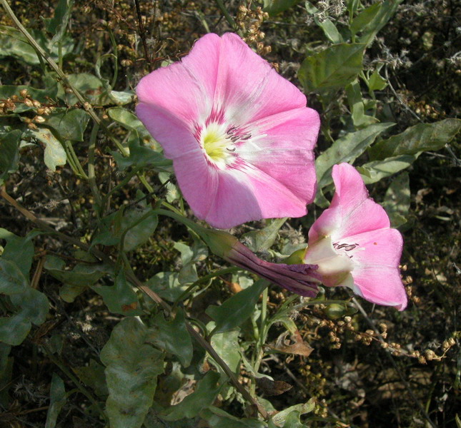 Изображение особи Convolvulus chinensis.