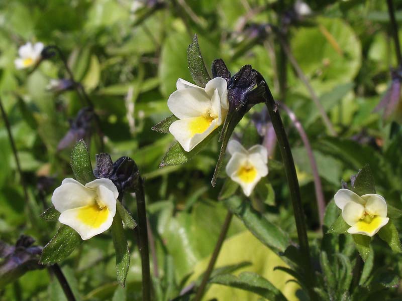 Изображение особи Viola arvensis.