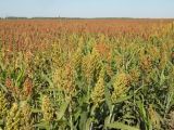 Sorghum bicolor