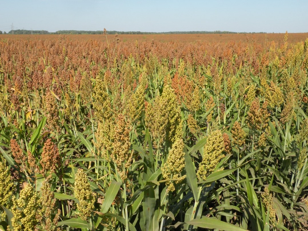 Image of Sorghum bicolor specimen.