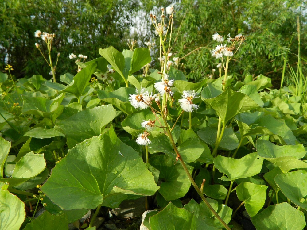 Image of Petasites radiatus specimen.