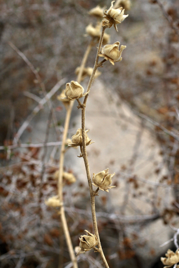 Image of Alcea nudiflora specimen.