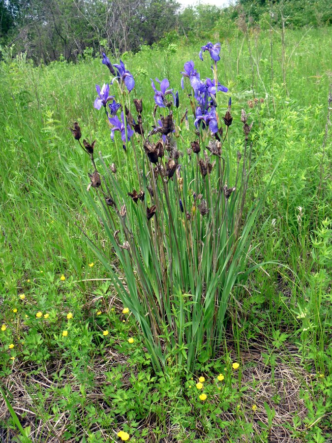 Изображение особи Iris sibirica.