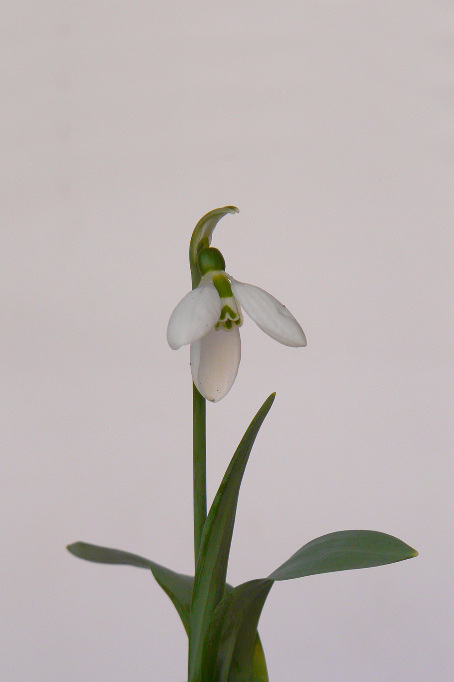 Изображение особи Galanthus graecus.