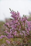 Calluna vulgaris