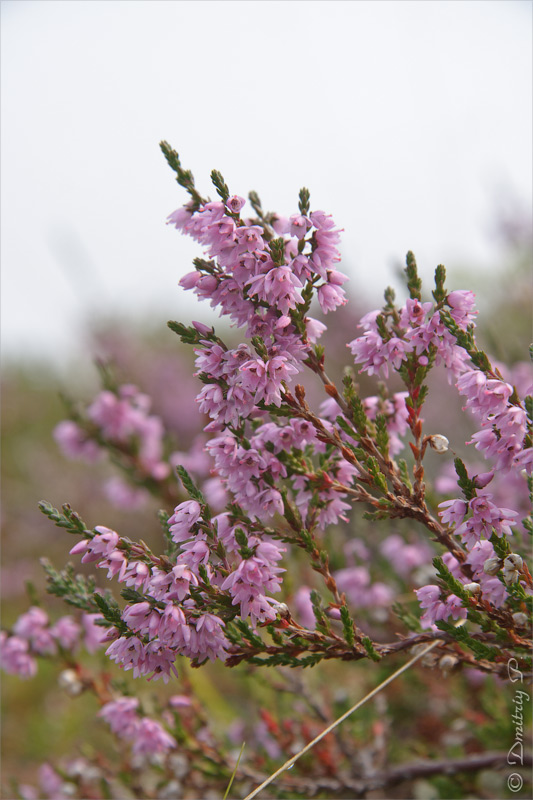 Изображение особи Calluna vulgaris.