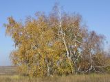 Betula pendula