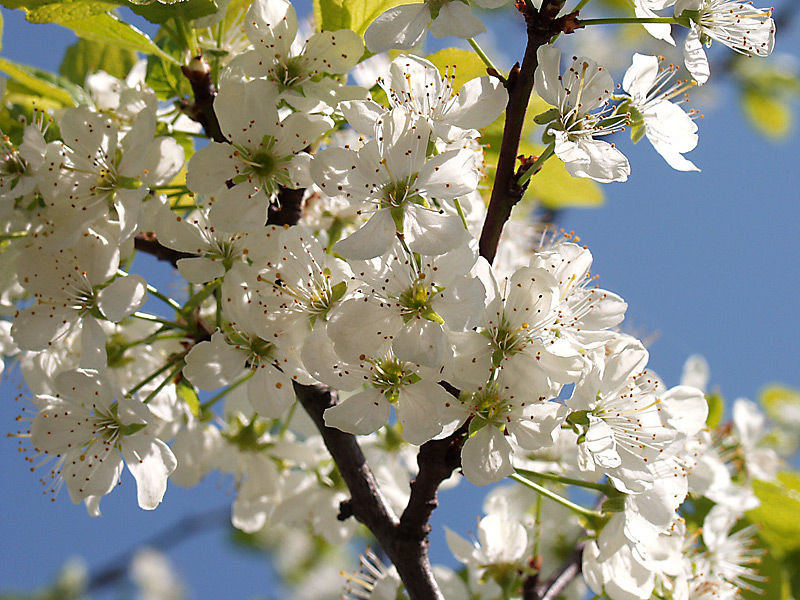 Изображение особи Prunus domestica.