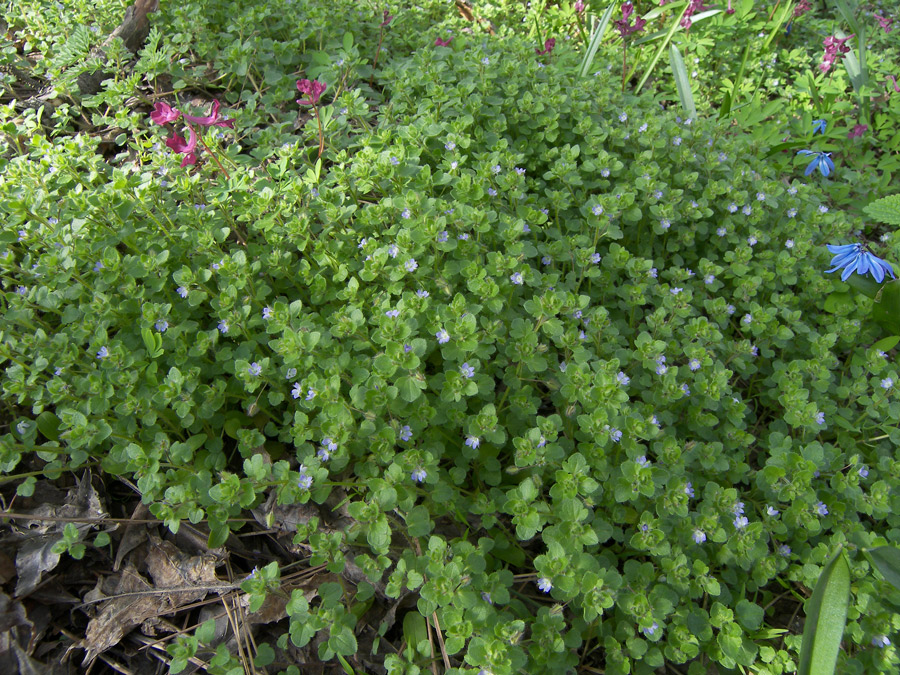Изображение особи Veronica hederifolia.