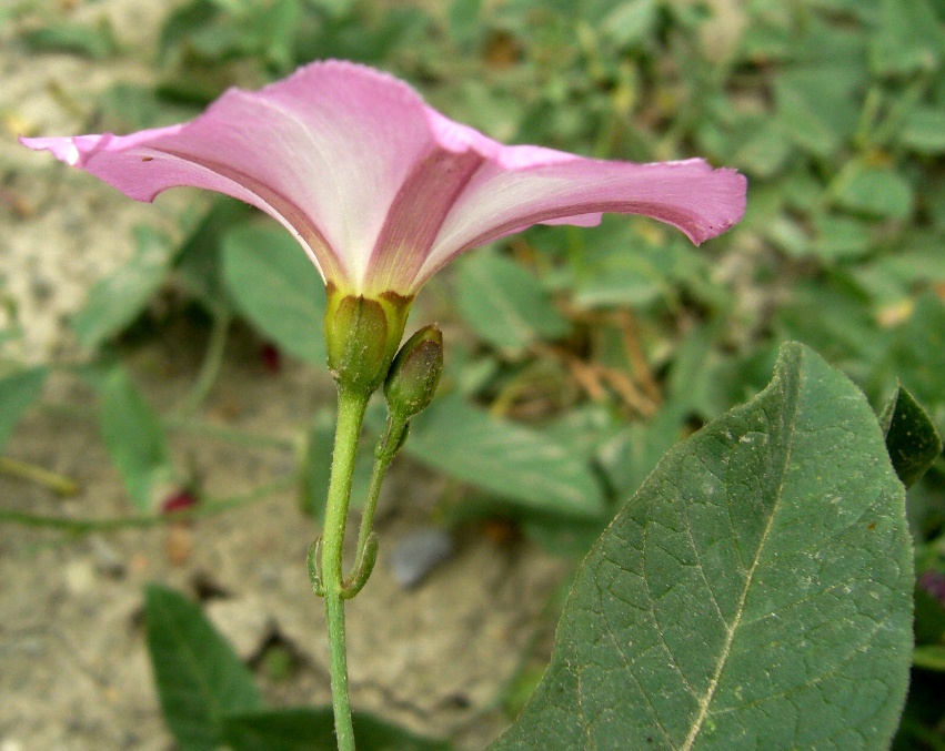 Изображение особи Convolvulus arvensis.