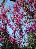 Cercis canadensis