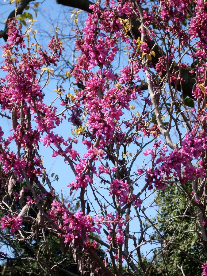 Image of Cercis canadensis specimen.