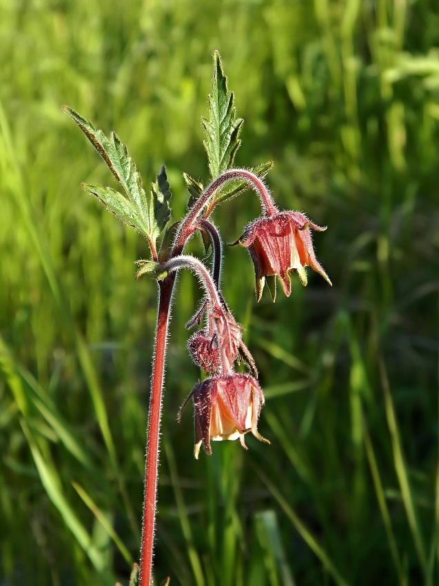 Image of Geum rivale specimen.