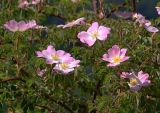 Rosa canina