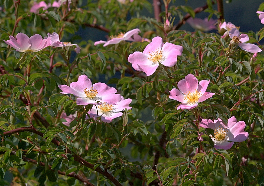 Изображение особи Rosa canina.