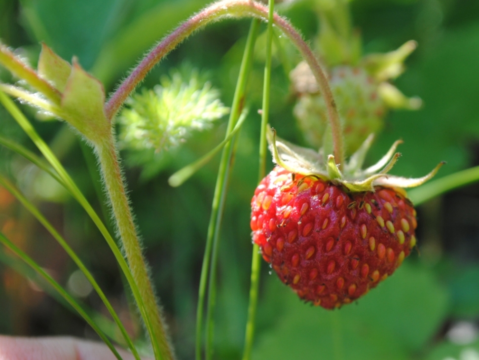 Image of Fragaria mandshurica specimen.