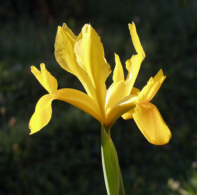 Image of genus Iris specimen.