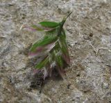 Poa annua