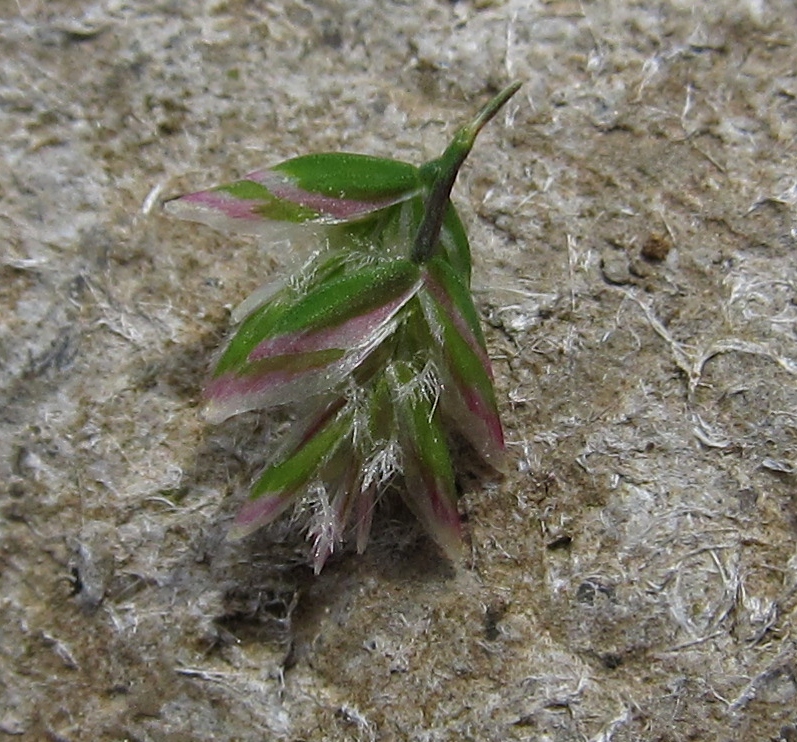 Image of Poa annua specimen.