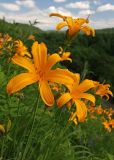Hemerocallis esculenta