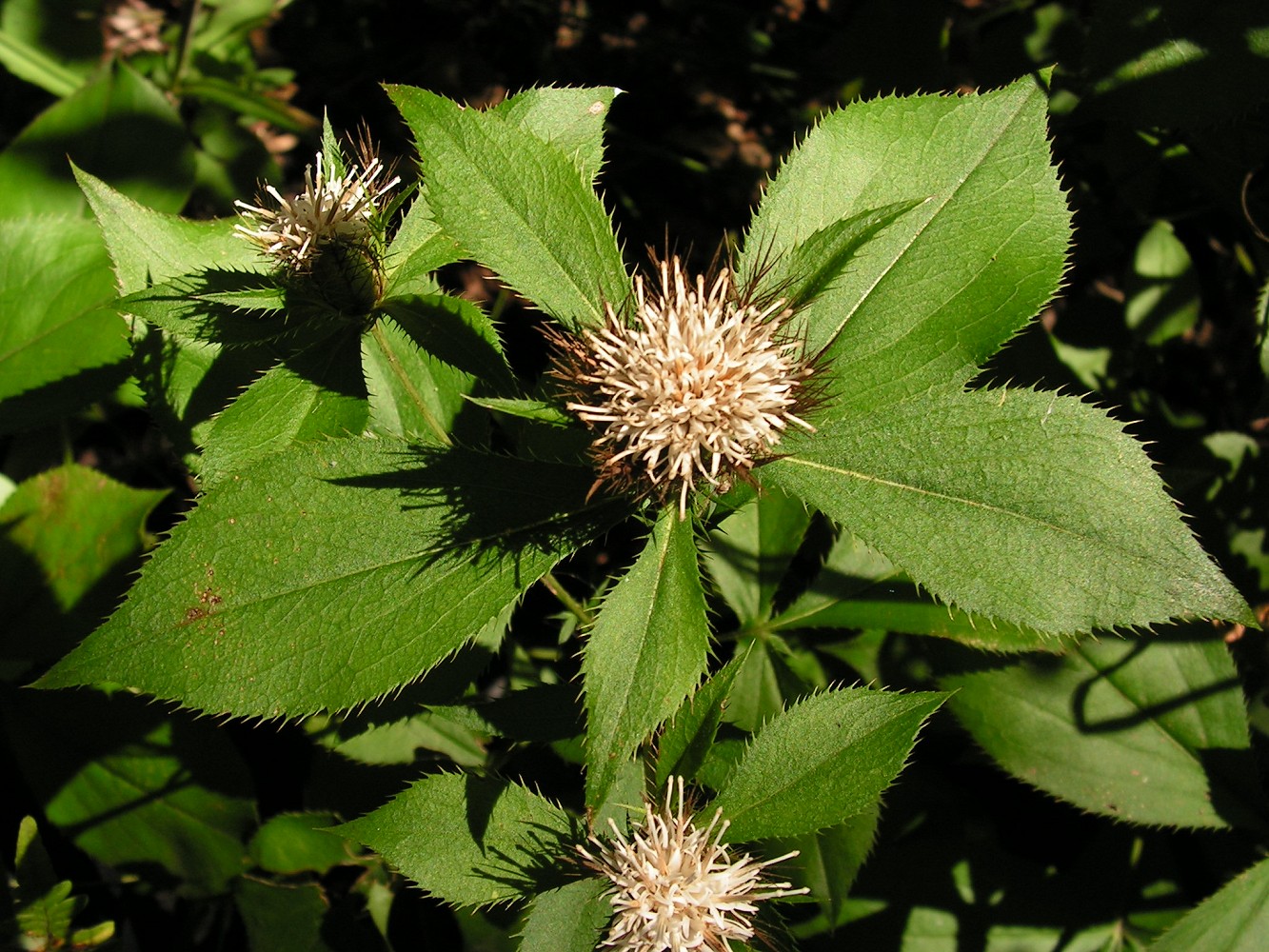 Image of Atractylodes ovata specimen.