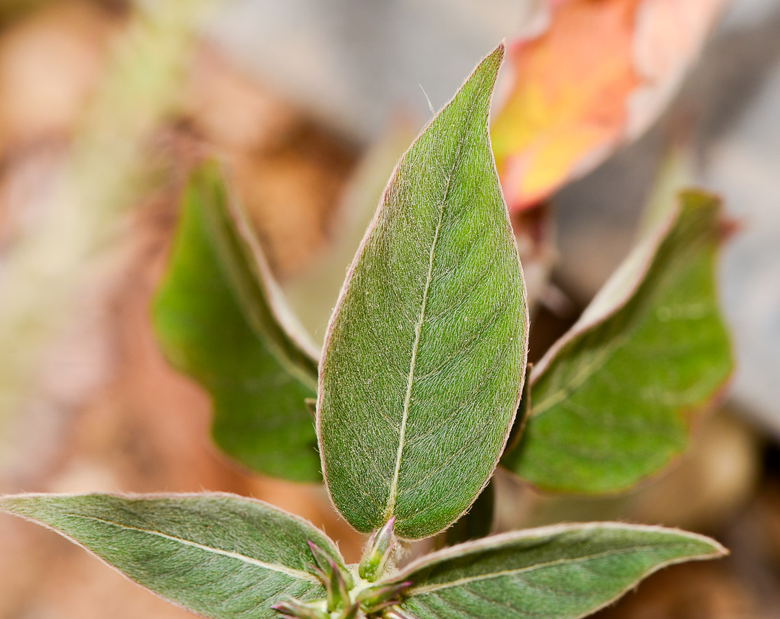 Изображение особи Achyranthes aspera var. sicula.