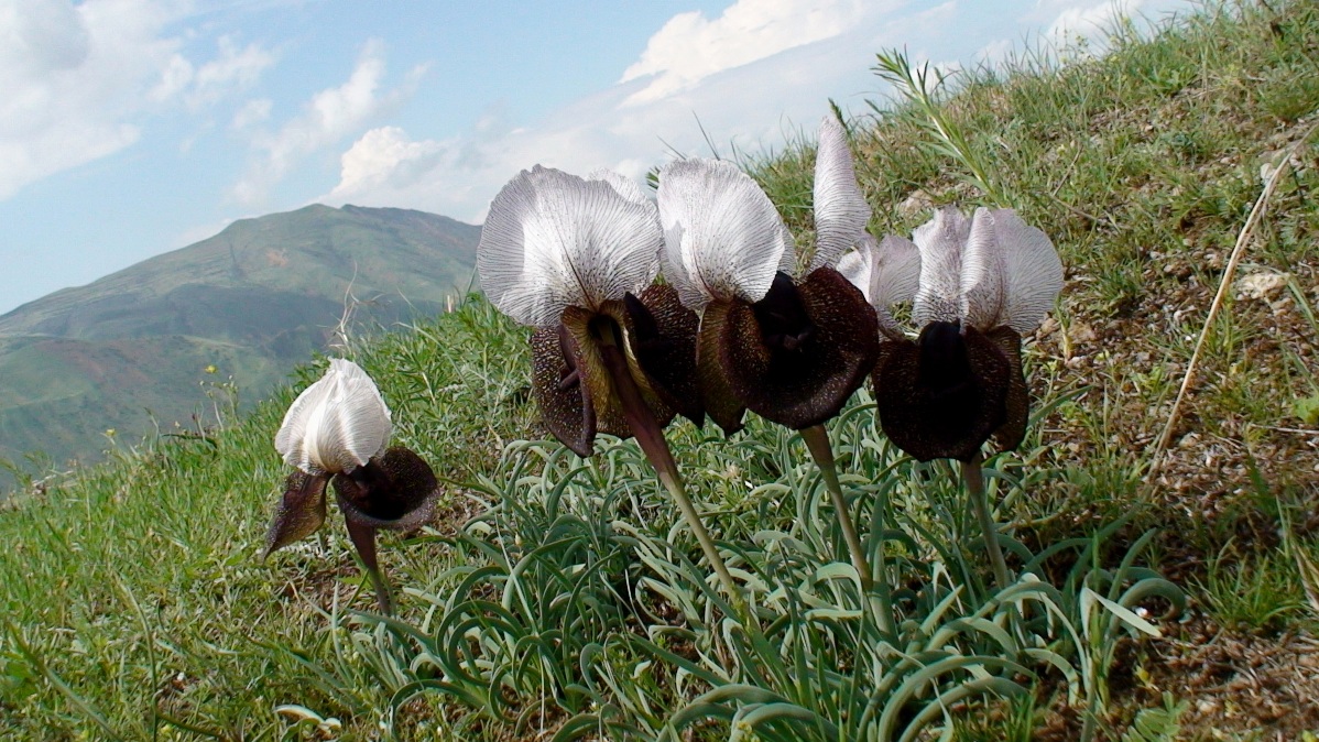 Image of Iris elegantissima specimen.