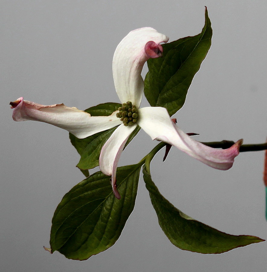 Image of Cynoxylon florida specimen.