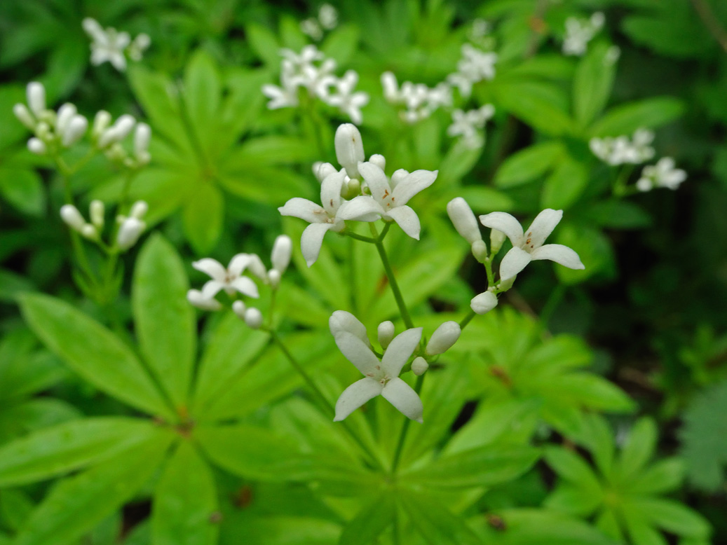 Image of Galium odoratum specimen.