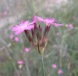 Dianthus borbasii. Соцветие. Украина, Днепропетровская обл., Петриковский р-н, окр. с. Шульговка, сосновые лесонасаждения на песке. 18.05.2012.