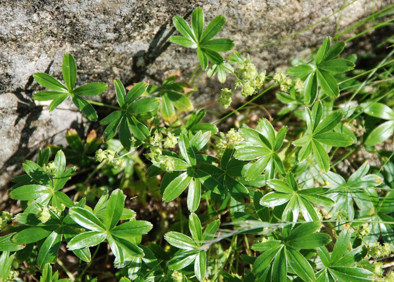 Image of Alchemilla alpina specimen.