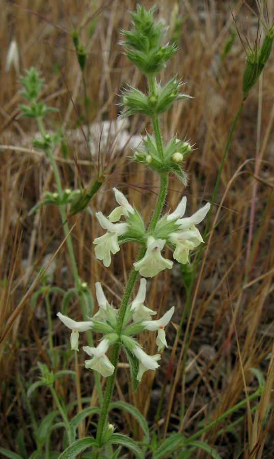 Image of Stachys iberica specimen.