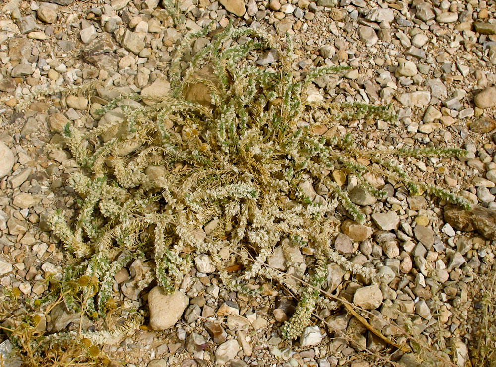 Image of Kickxia floribunda specimen.