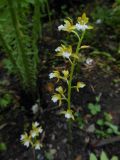 Oreorchis patens. Цветущее растение у ручья. Приморский край, Партизанский район, нижнее течение р. Литовка, падь Широкая. 09.06.2012.