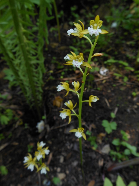 Image of Oreorchis patens specimen.