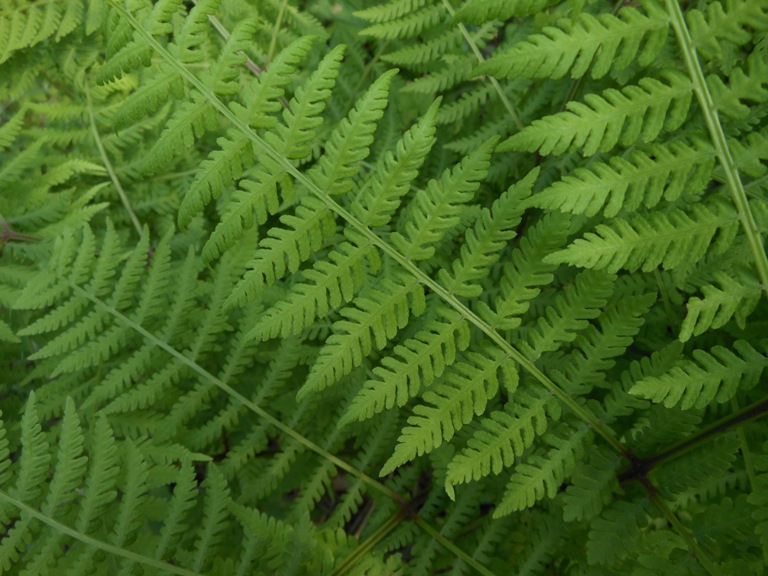 Image of Cornopteris crenulatoserrulata specimen.