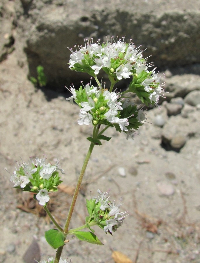 Image of Origanum vulgare specimen.